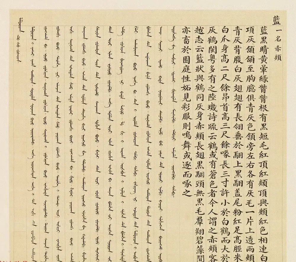 汉文满文字画欣赏《清人鸟谱册》 | 传世书法作品欣赏