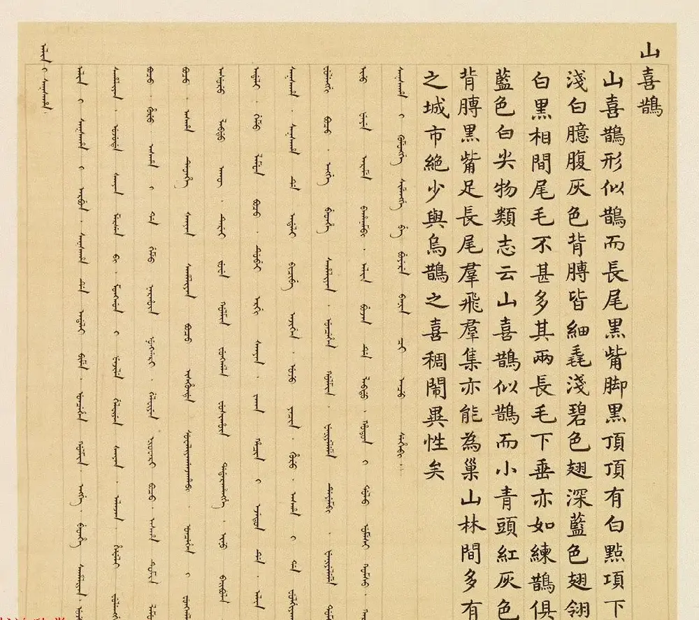 汉文满文字画欣赏《清人鸟谱册》 | 传世书法作品欣赏